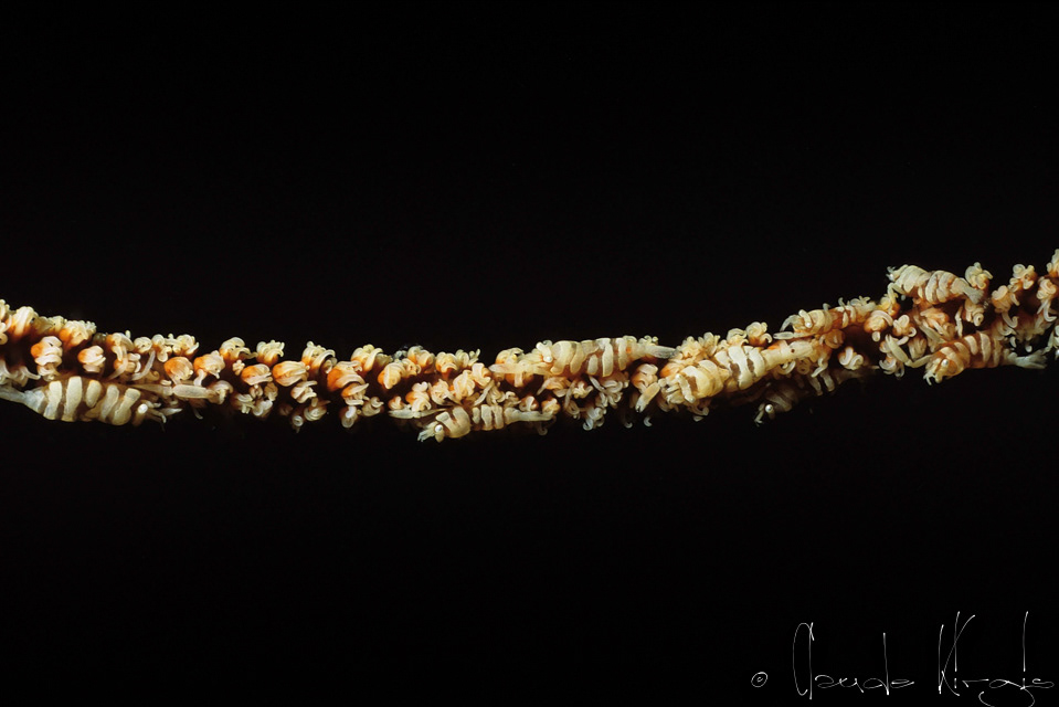 Crevette de Anker (Pontonides ankeri)