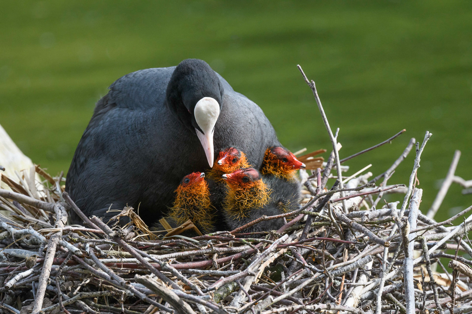 Foulque Macroule et poussins (Fulica atra)