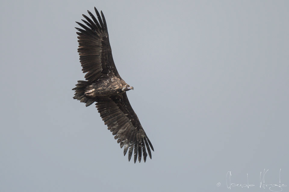 Vautour Moine (Aegypuis monachus)