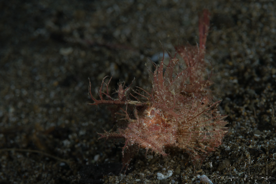 Poisson-Scorpion d'Ambon (Pteroidichthys amboinensis)