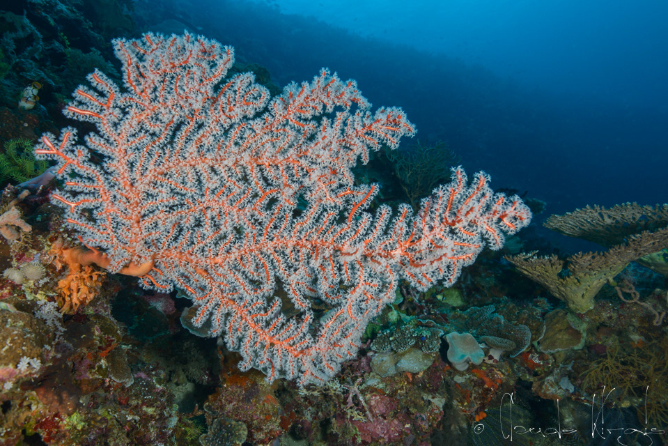 Gorgone (Gorgonacea)