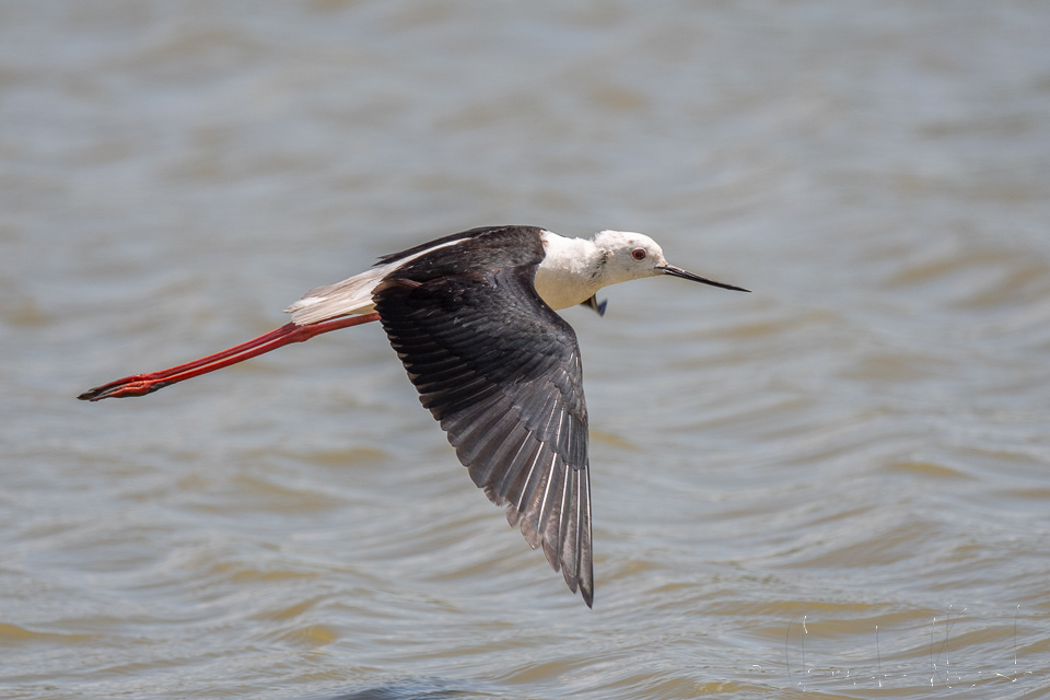 Echasse blanche (Himantopus himantopus)