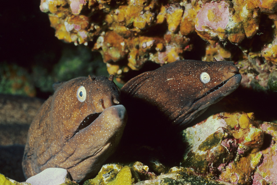 Murène noire (Mureana augusti)