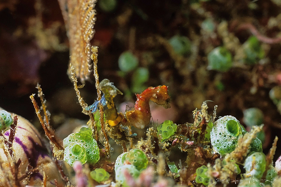 Hippocampe pygmée de Pontoh (Hippocampus pontohi)