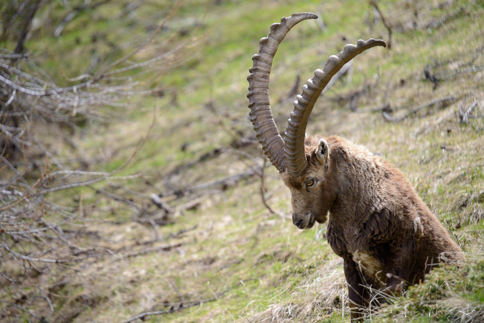 Bouquetin des Alpes (Capra ibex)