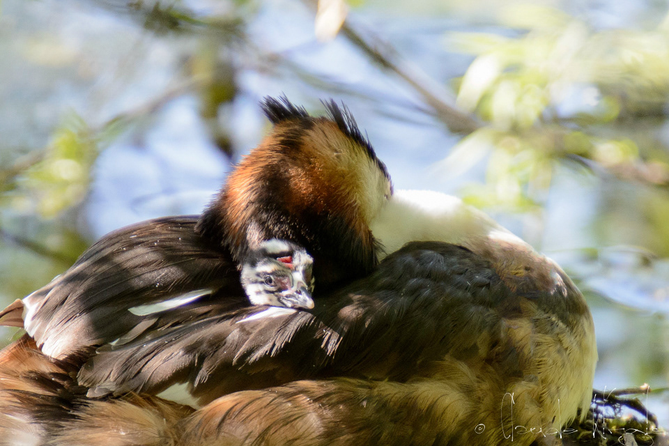 Grèbe huppé et poussin (Podiceps cristatus)