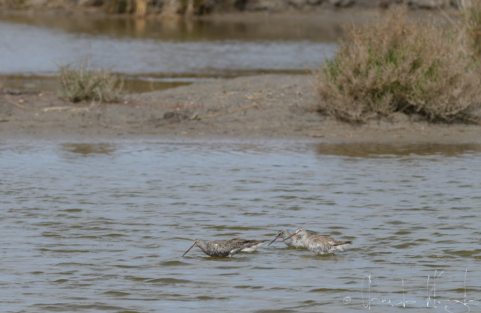 Chevalier Arlequin (Tringa erythropus)
