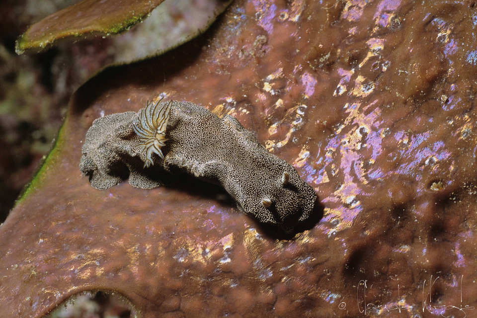 Doris étoilée (Glossodoris stellata)