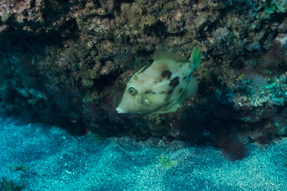 Bourse brune (Stephanolepis hispidus)