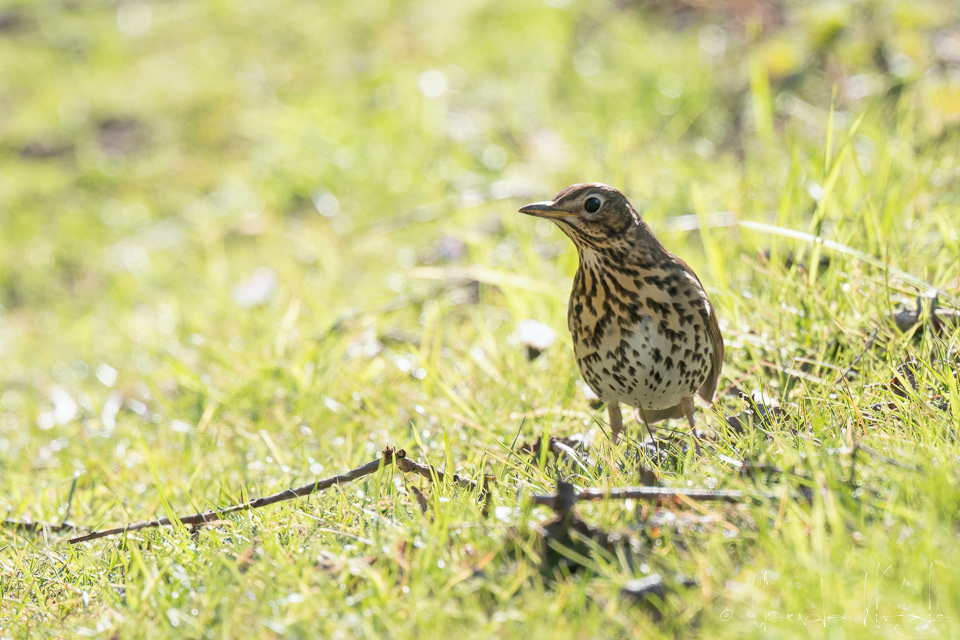 Grive musicienne (Turdus philomelos)