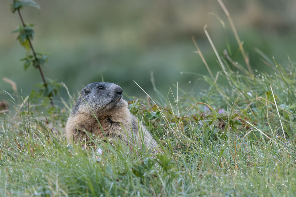 Marmotte des Alpes (Marmota marmota)