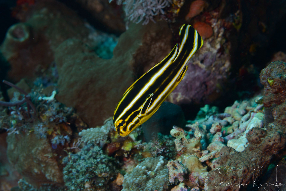 Gaterin rayé-juvénile (Plectorhinchus lesonii)