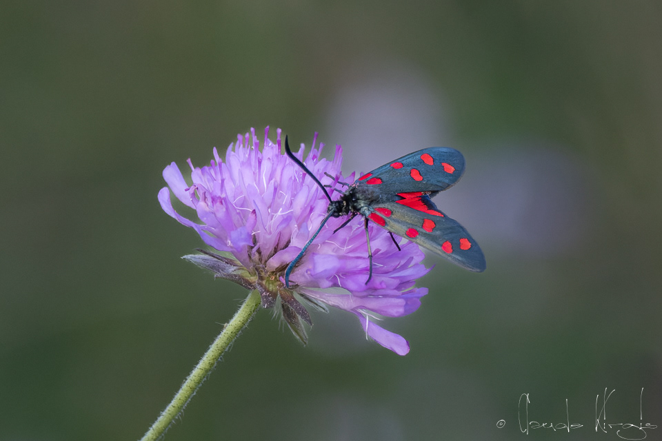Zygène transalpine (Zygaena transalpina)