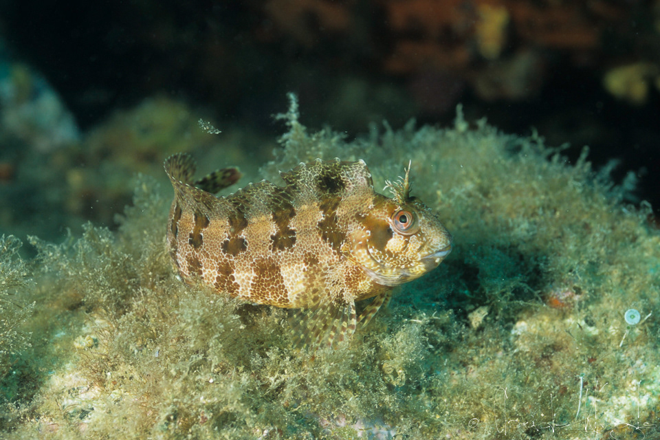 Blennie gattorugine (Parablennius gattorugine)