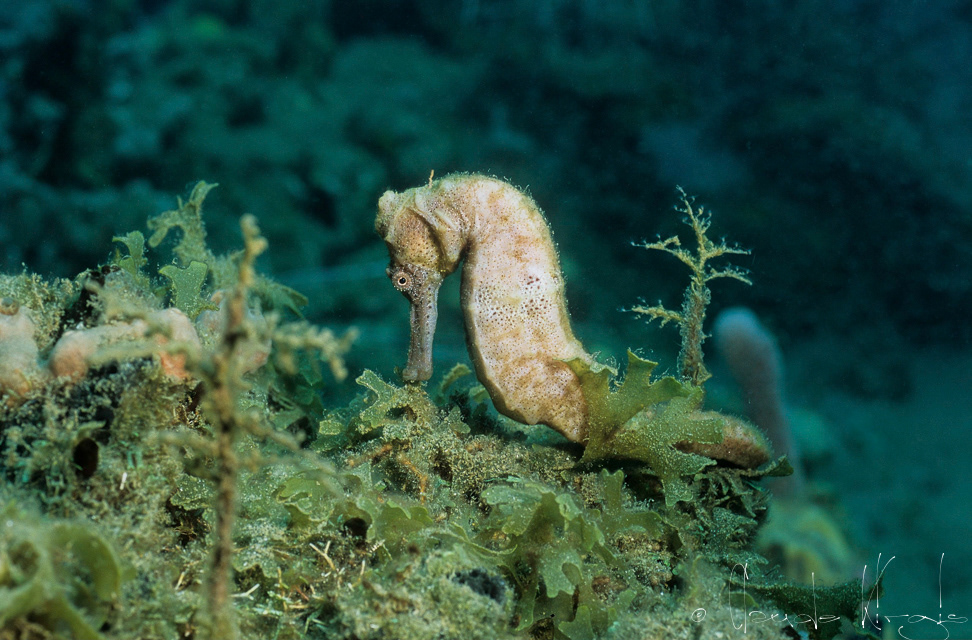 Hippocampe Long-Nez (Hippocampus reidi)