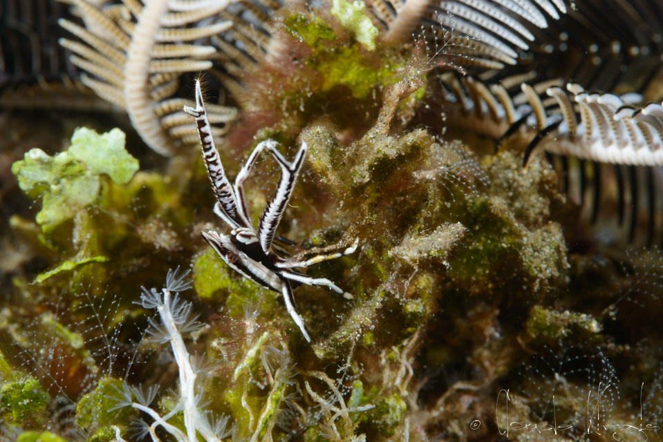 Galathée élégante (Allogalathea elegans)