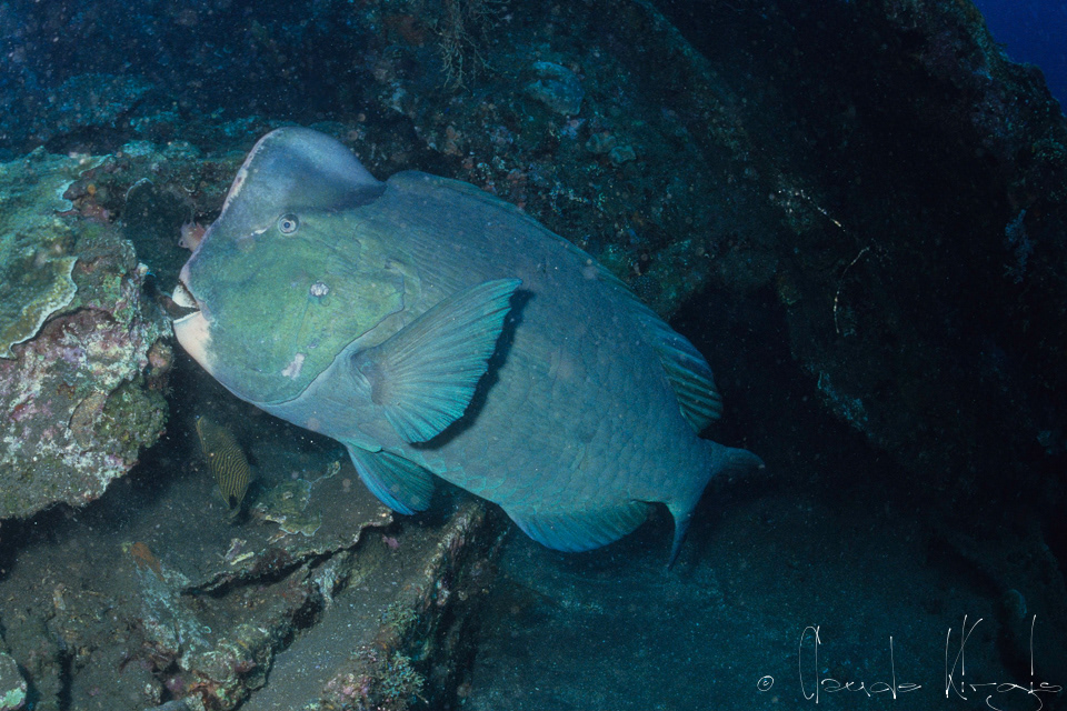 Perroquet à Bosse (Bolbometopon muricatum)