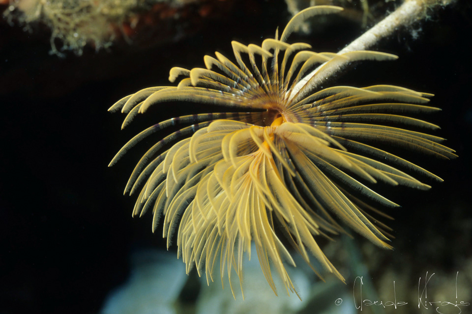 Spirographe (Sabella spallanzanii)