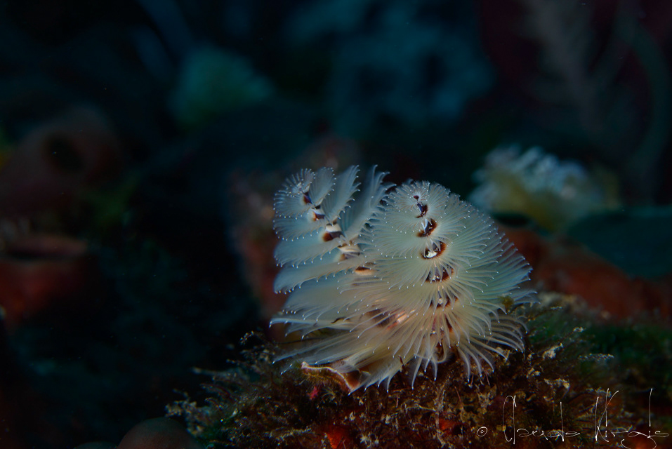 Ver arbre de noël (Spirobranchus giganteus)