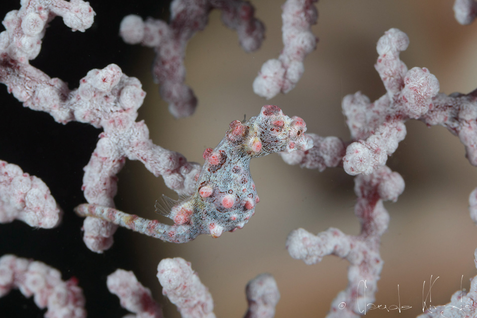 Hippocampe pygmée (Hippocampus bargibanti)