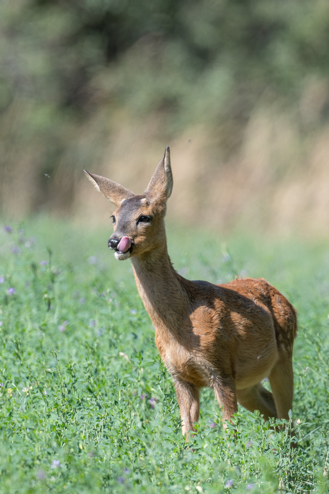 Chevreuil d'europe (Capreolus capreolus)