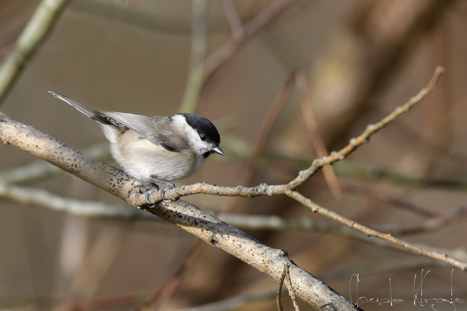Mésange nonnette (Poecile palustris)