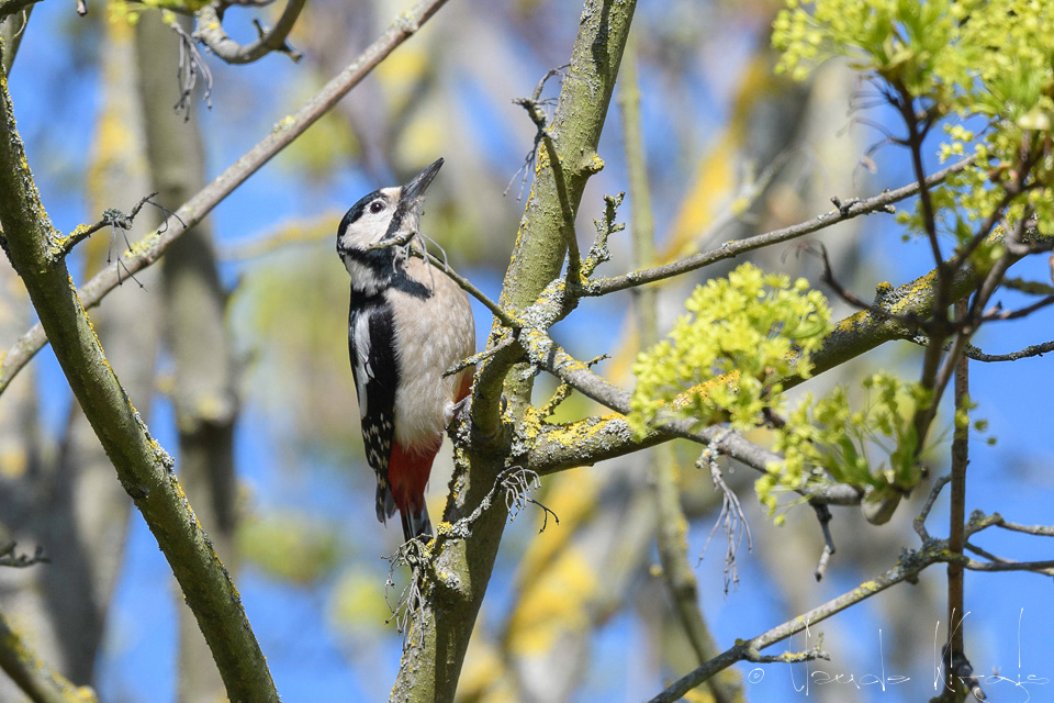 Pic épeiche-femelle (Dendrocopos major)