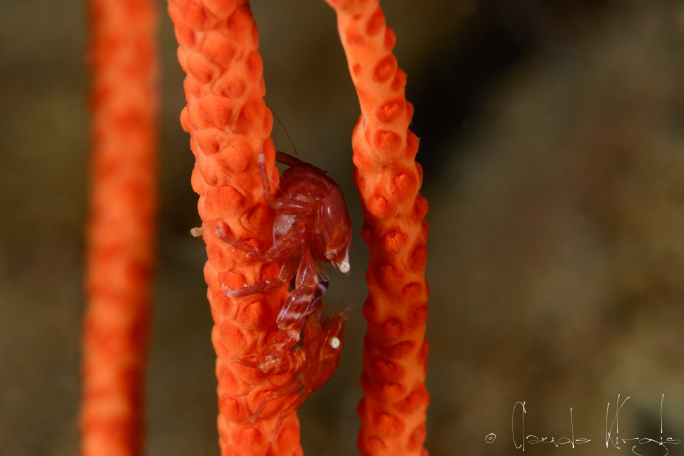 Crabe porcelaine à 4 lobes (Lissoporcellana quadrilobata)