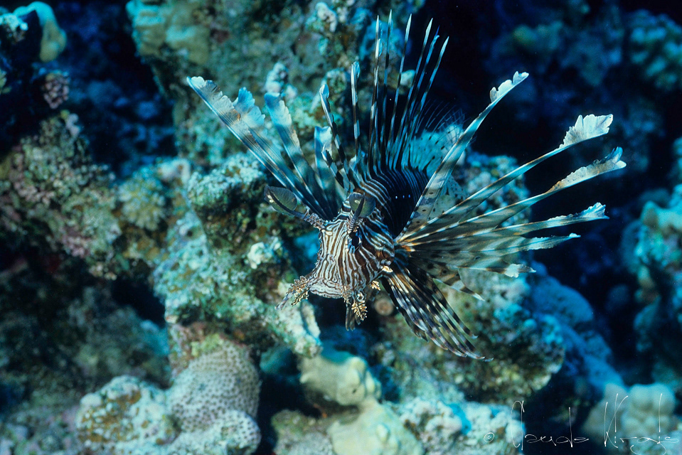 Poisson-Lion Commun (Pterois volitans)