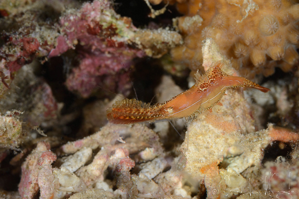 Crevette à long nez (Leander plumosus)