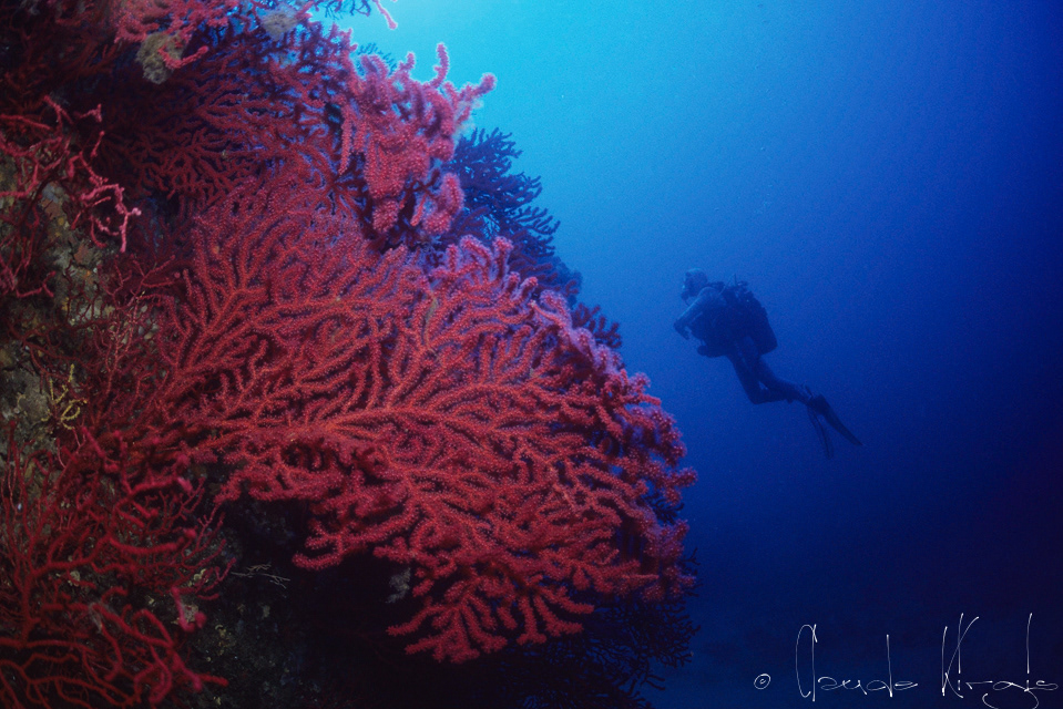 Gorgone rouge (Paramuricae clavata)