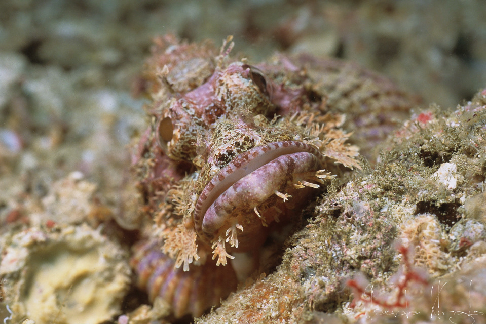 Poisson-Scorpion à houppes (Scorpaenopsis oxycephala)