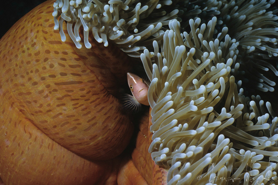 Poisson-Clown rose (Amphiprion perideraion)
