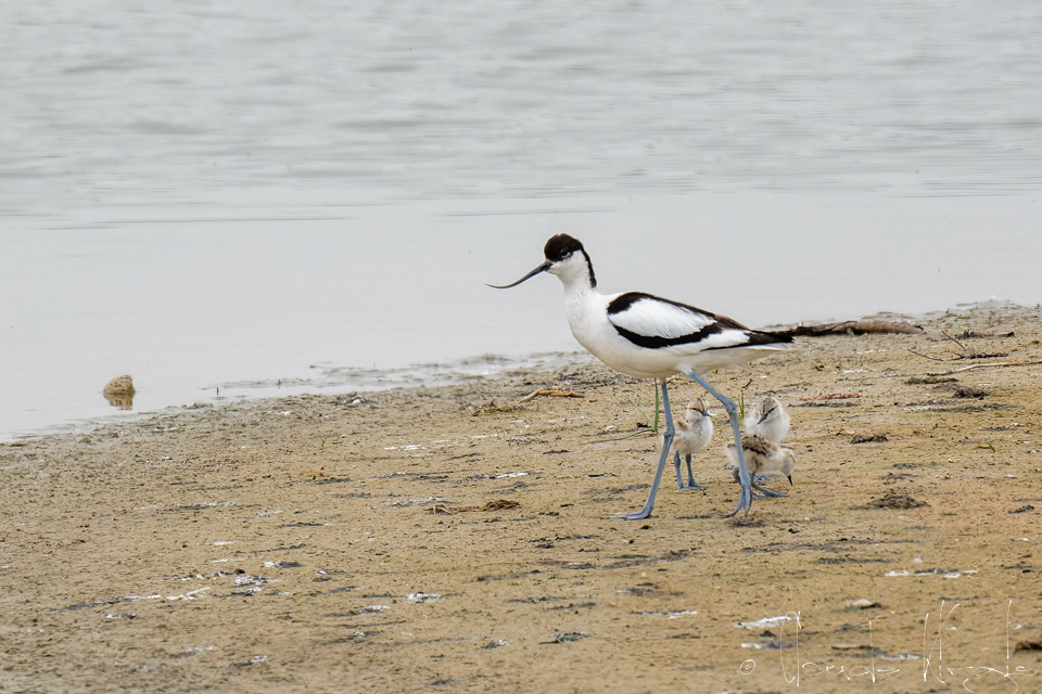 Avocette élégante & poussins (Recurvirostra avosetta)
