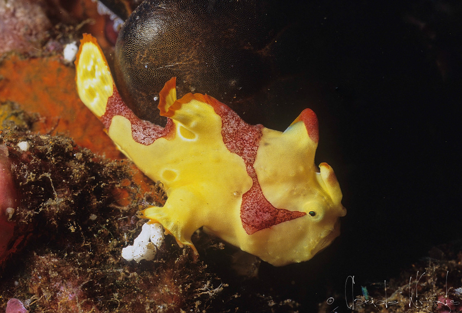 Antennaire verruqueux (Antennarius maculatus)