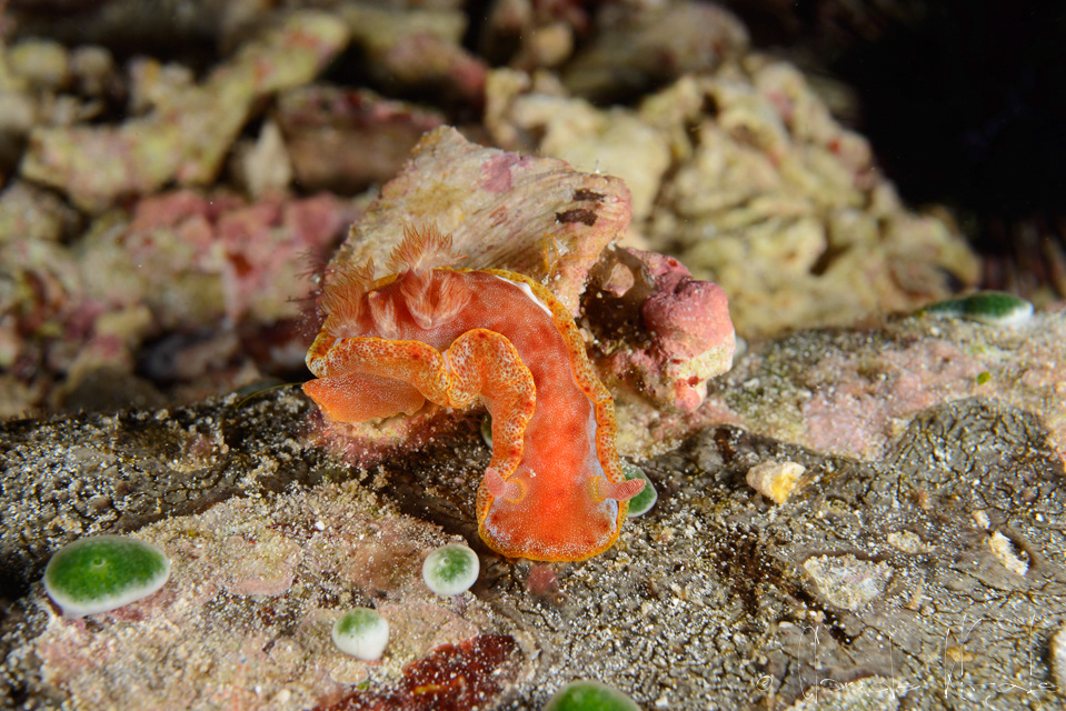 Danseuse espagnole-juvénile (Hexabranchus sanguineus)