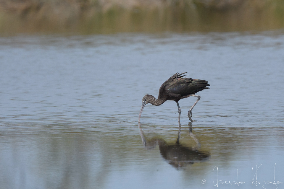 Ibis Falcinelle (Plegadis falcinellus)