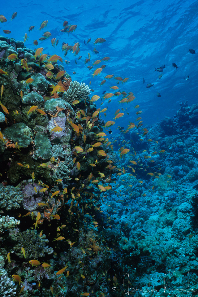 Anthias (Pseudanthias squamipinnis)
