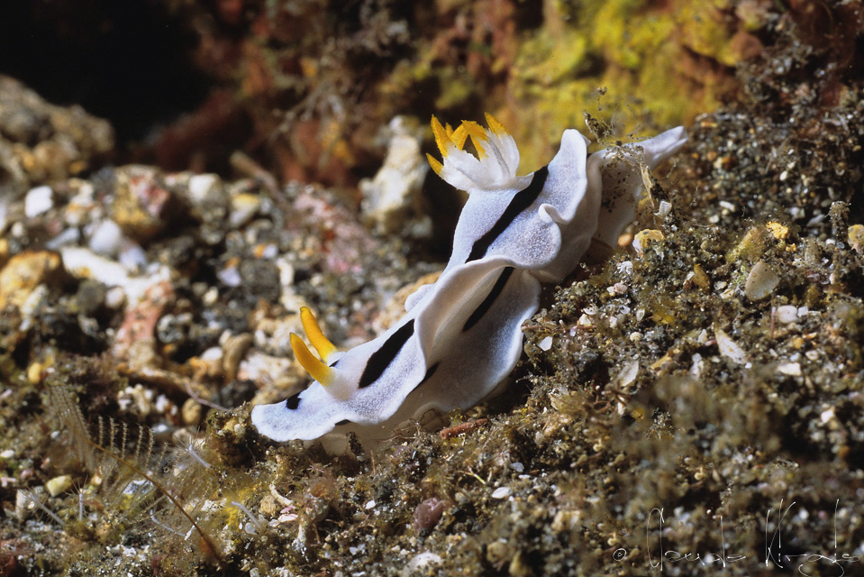 Doris de Diane (Chromodoris dianae)