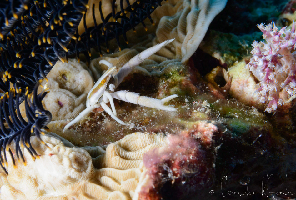 Galathée des comatules de Baba (Allogalathea babai)