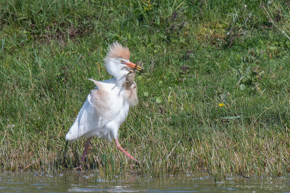 Héron Garde-boeufs (Bubulcus ibis)