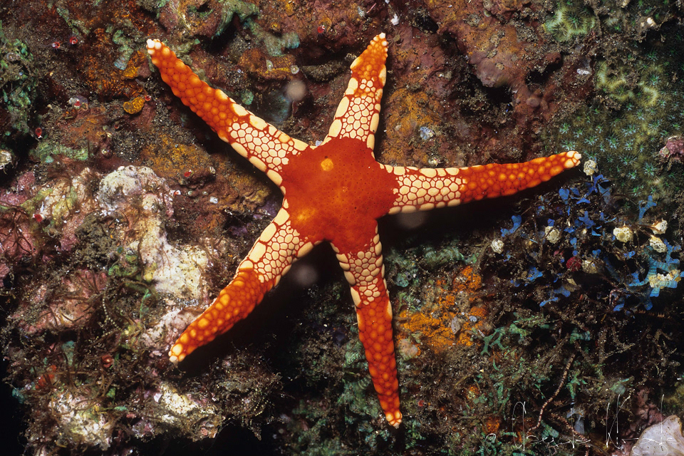 Etoile de mer à nodules (Fromia nodosa)
