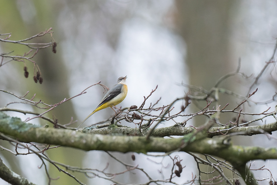 Bergeronnette des ruisseaux (Motacilla cinerea)
