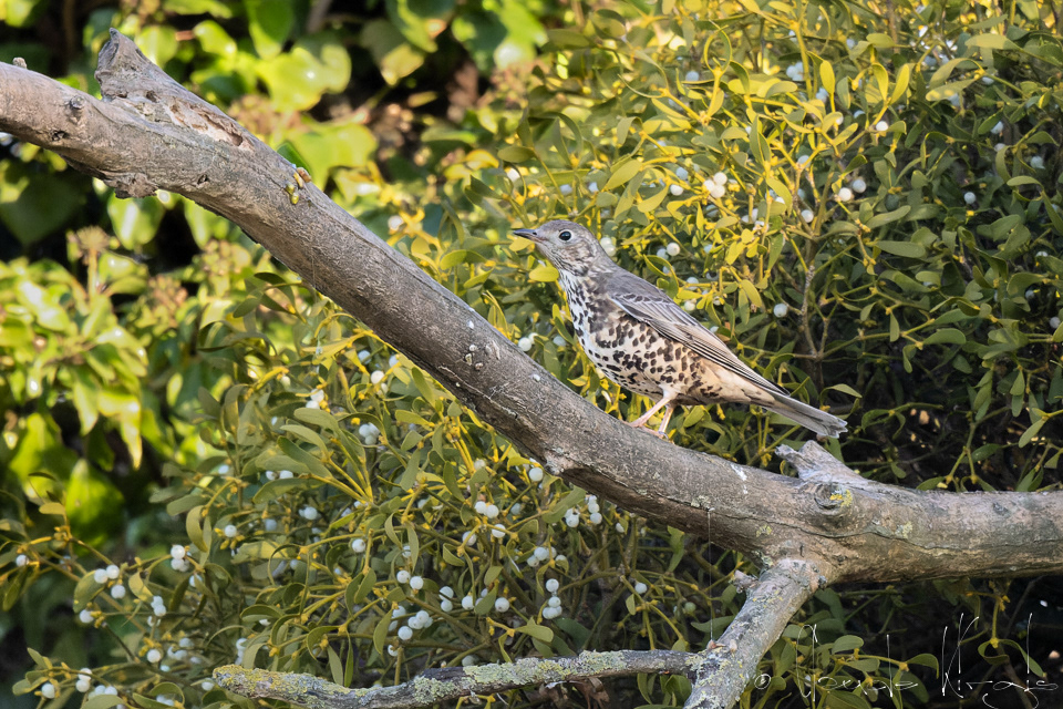 Grive draine (Turdus viscivorus)