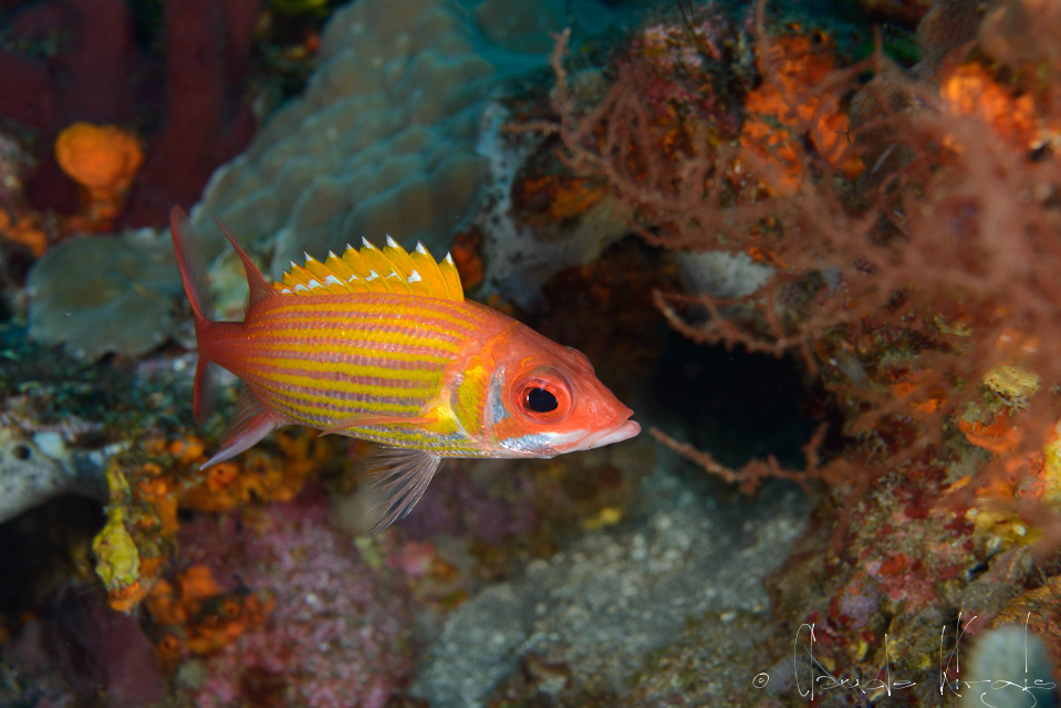 Poisson-écureuil à longue mâchoire-Marignan longue épine (Holocentrus marianus)