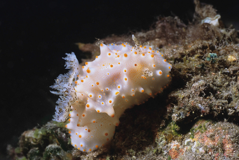 Limace réticulée (Halgerda batangas)