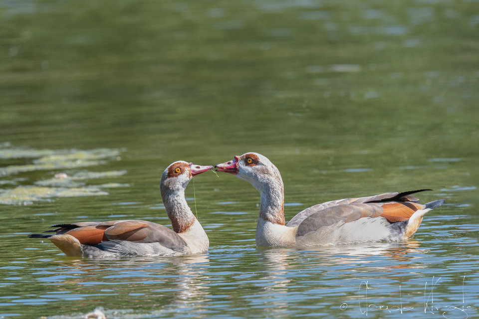 Ouette d'Egypte (Alopochen aegyptiaca)