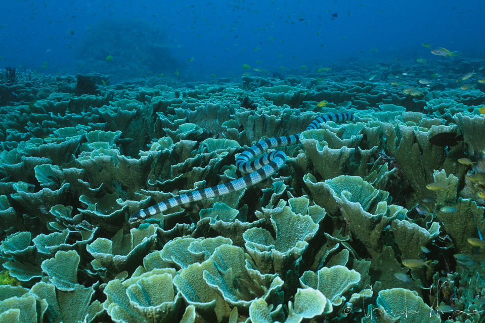 Cobra de mer (Laticauda colubrina)