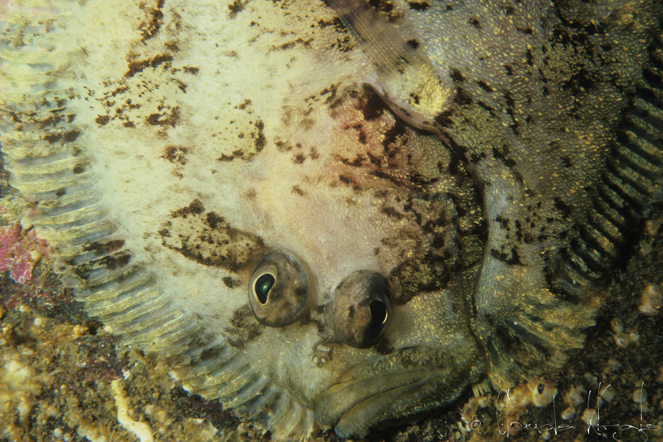 Targueur (Zeugopterus punctatus)