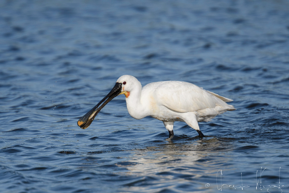 Spatule blanche (Platalea leucorodia)